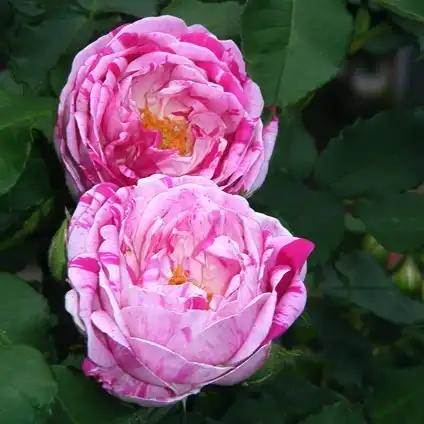 Trandafiri Bourbon - Trandafiri - Honorine de Brabant - 